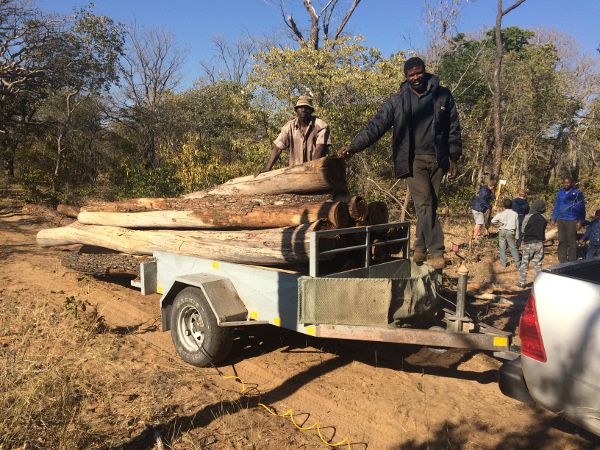 Logging wood to Amana
