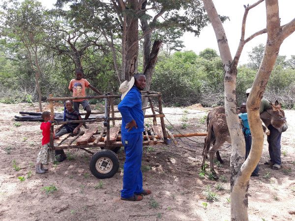 Local transport cart pulled by donkeys